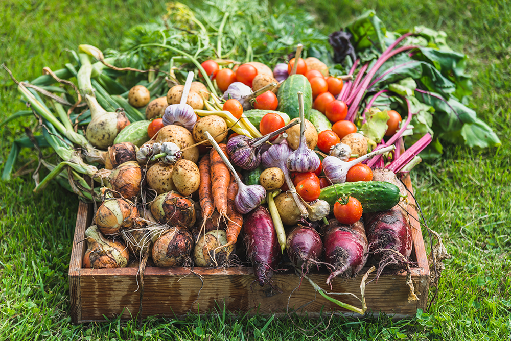 Deepen Your Immunity with Plant Medicine!