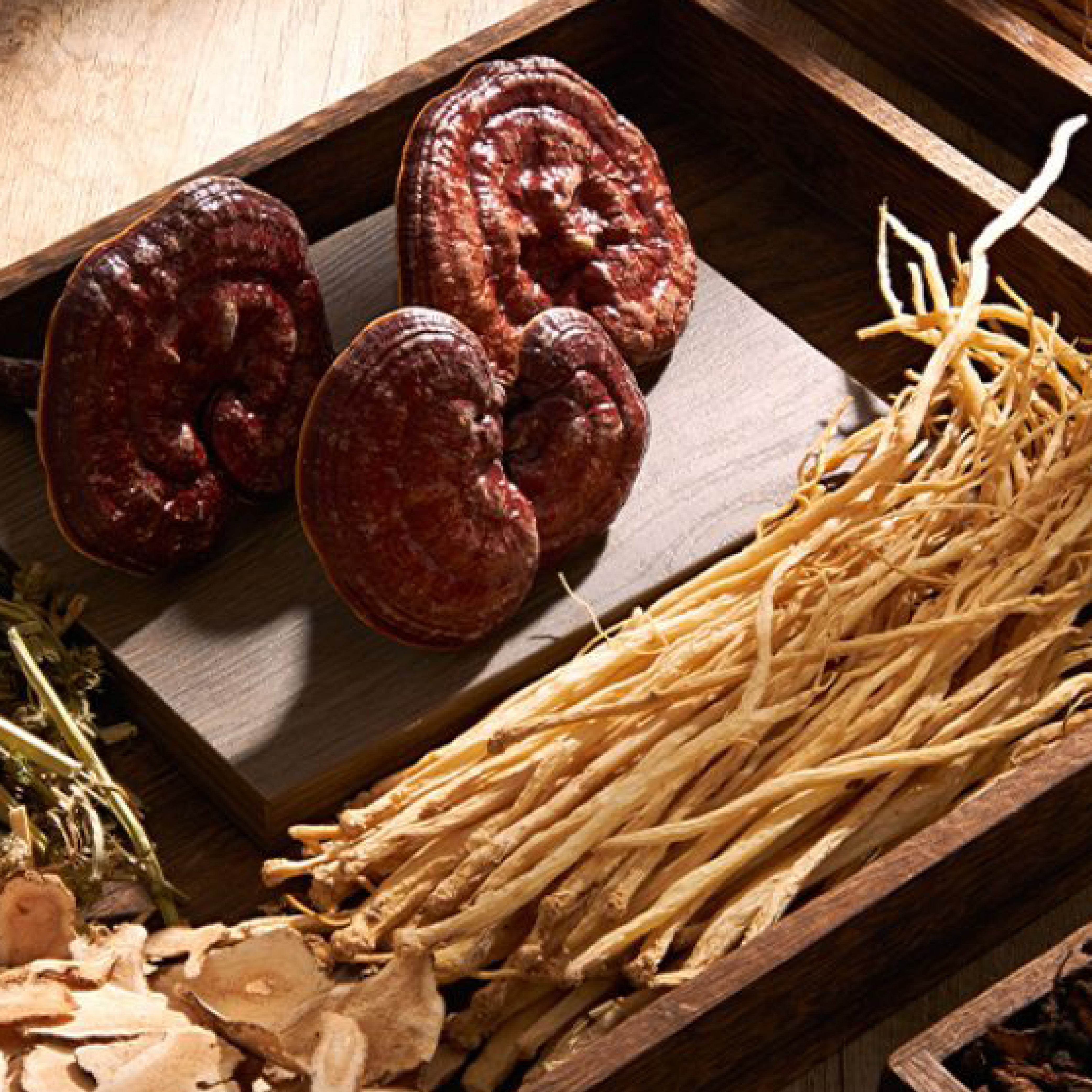 Harnessing the Power of Medicinal Mushrooms