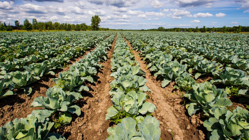 What Does Organic Really Mean? (Spoiler: More Than you Think)