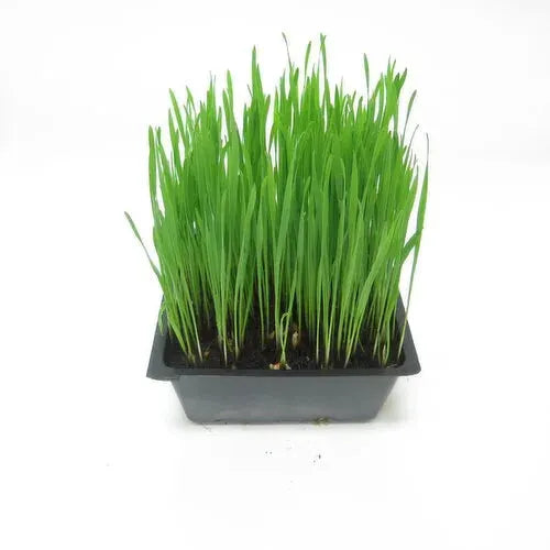 Wheatgrass Organic each