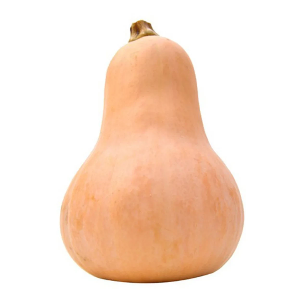 Squash Butternut Loc Each