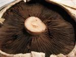 Load image into Gallery viewer, Mushrooms Portabella 170g by Produce Items