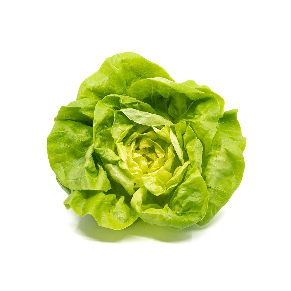 Butterhead Lettuce Local