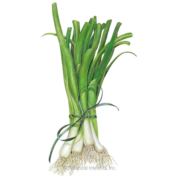 Local Spring White Onions each