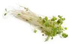 Load image into Gallery viewer, Sprouts Clover Packa each
