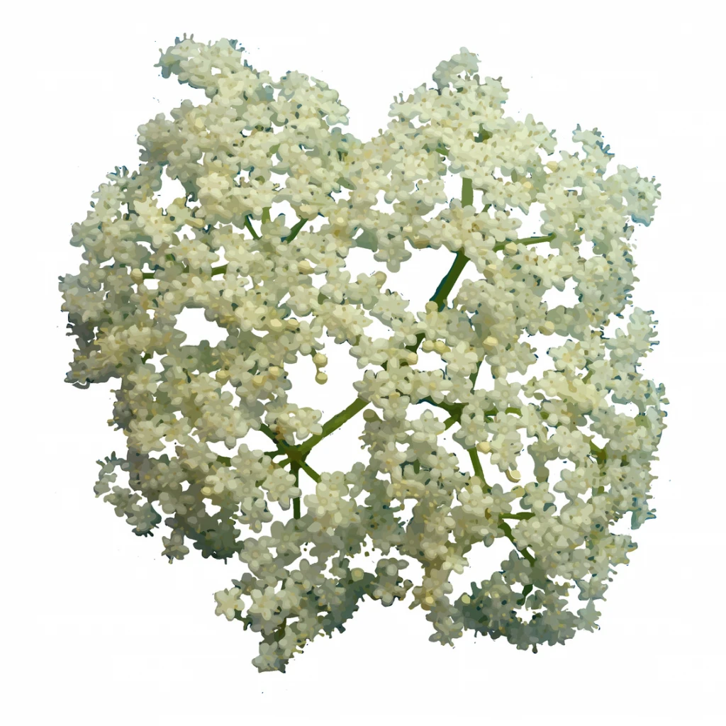 Dried organic elderflowers 56.7G by Suro