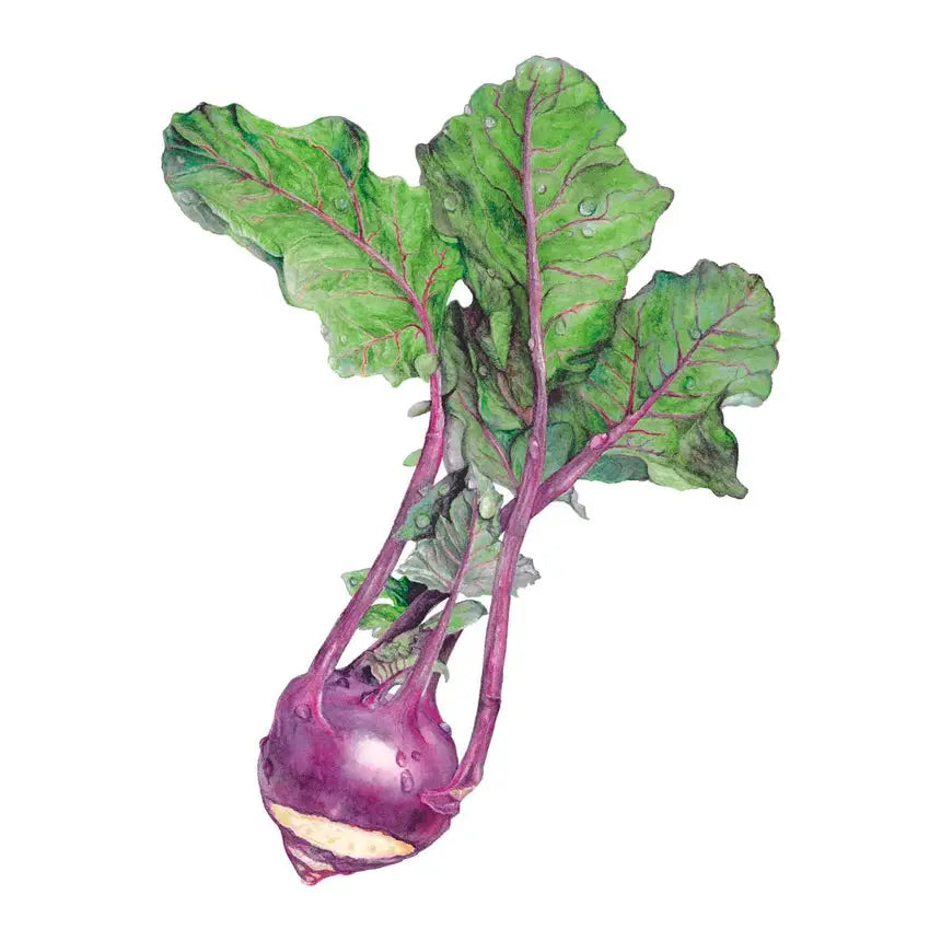 Purple Kohlrabi with tops Organic