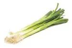 Green Onions bunch Local Organic