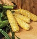 Corn Yellow Organic each by Produce Items
