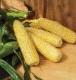 Corn Yellow Organic each by Produce Items