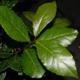 Load image into Gallery viewer, Bay Leaves Clam 28g by Roots