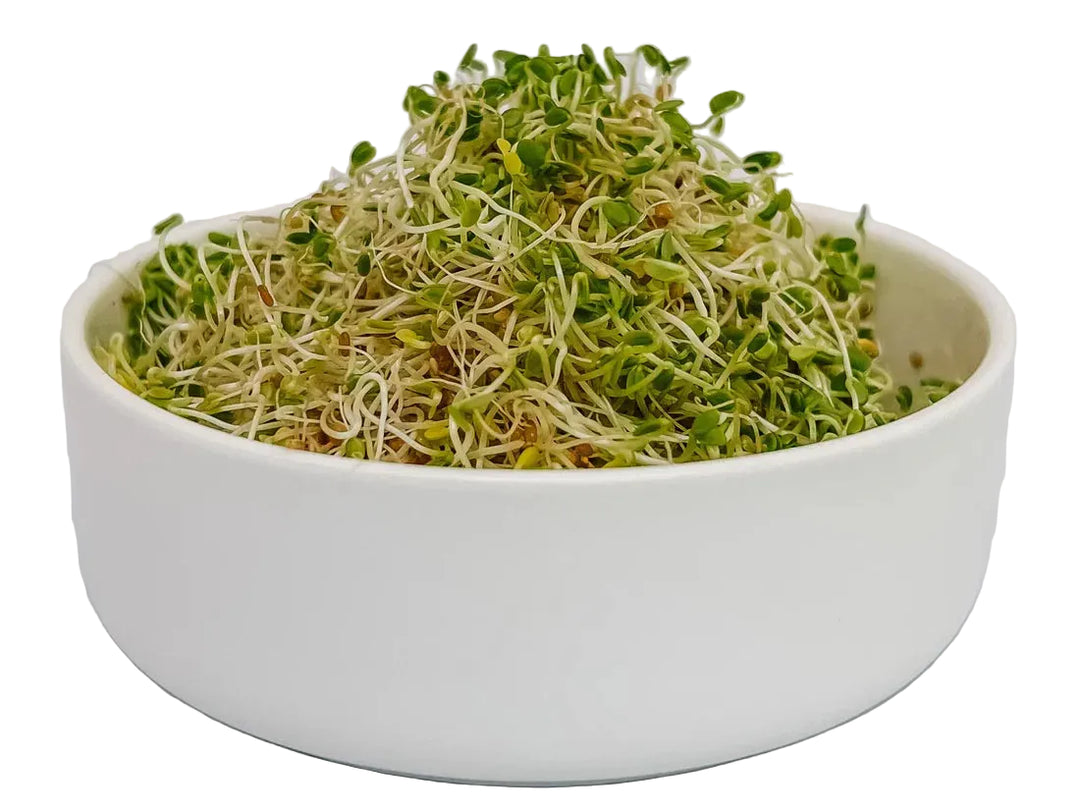 White bowl filled with sprouts on a light gray background