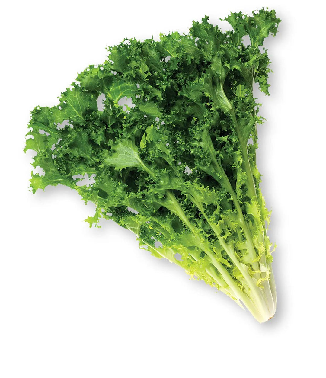 Endive Lettuce each