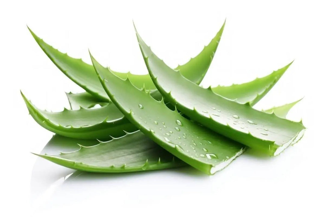 Cactus Aloe Leaves Organic