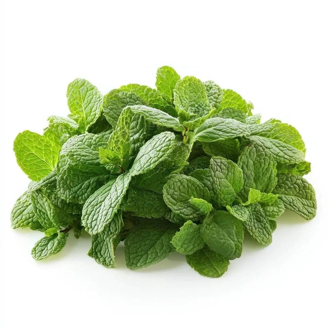 Mint Fresh Clamshell 28g