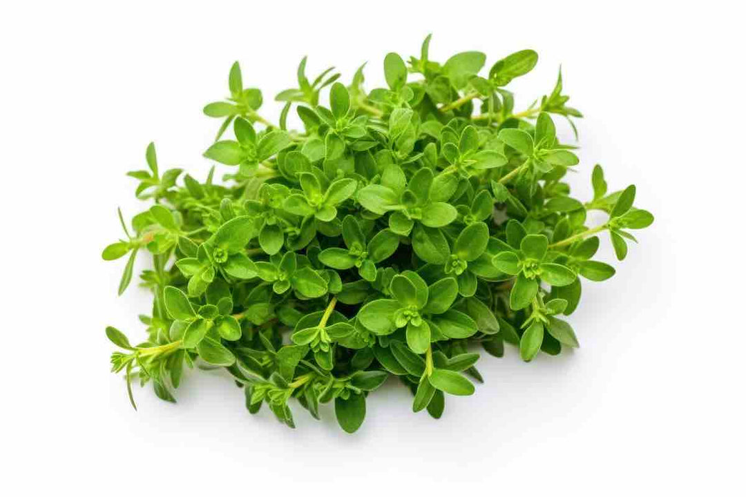 Thyme Fresh Herb Cla clam