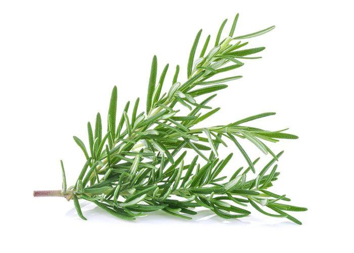 Rosemary Fresh Herb 28g by Roots