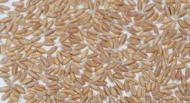 Spelt Sticks Org per kg by Bulk Bin Items