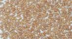 Spelt Sticks Org per kg by Bulk Bin Items
