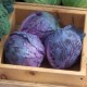 Red Cabbage Local Each
