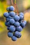 Load image into Gallery viewer, Concord Grapes per kg
