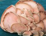 Load image into Gallery viewer, Mushroom Oyster Loca 100g
