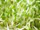 Sprouts Alfalfa each