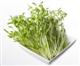 Sprouts Pea Shoots O 50g