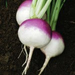 Load image into Gallery viewer, Turnip Purple Organic Each
