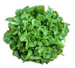 Load image into Gallery viewer, Green Batavia Lettuce each
