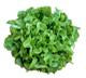 Load image into Gallery viewer, Green Batavia Lettuce each
