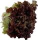 Load image into Gallery viewer, Red Leaf Lettuce Org each

